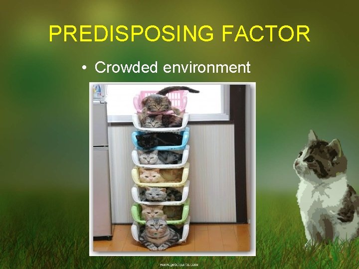 PREDISPOSING FACTOR • Crowded environment 