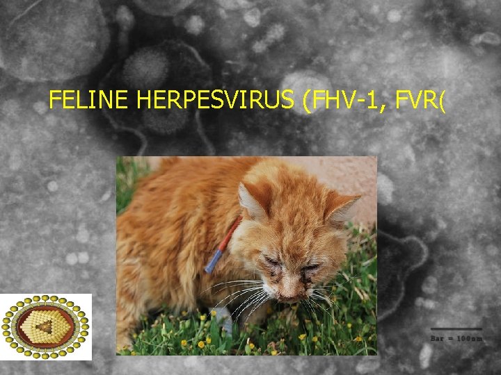 FELINE HERPESVIRUS (FHV-1, FVR( 