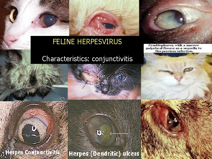 FELINE HERPESVIRUS Characteristics: conjunctivitis 