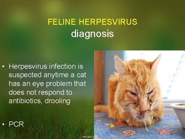 FELINE HERPESVIRUS diagnosis • Herpesvirus infection is suspected anytime a cat has an eye