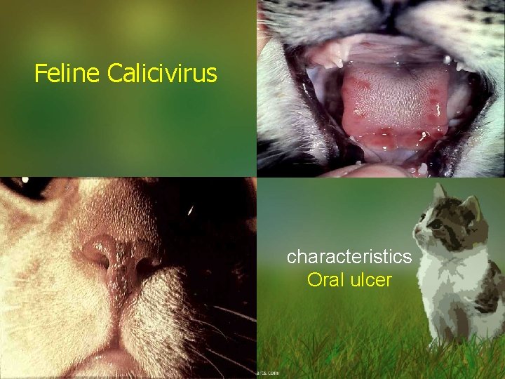 Feline Calicivirus FCV characteristics Oral ulcer 