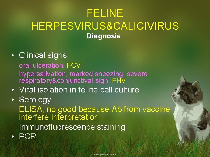 FELINE HERPESVIRUS&CALICIVIRUS Diagnosis • Clinical signs oral ulceration: FCV hypersalivation, marked sneezing, severe respiratory&conjunctival