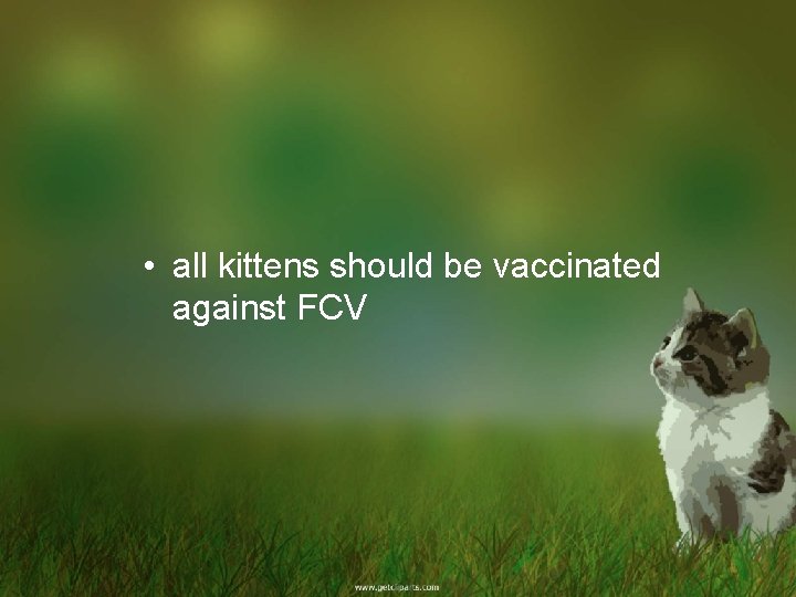  • all kittens should be vaccinated against FCV 