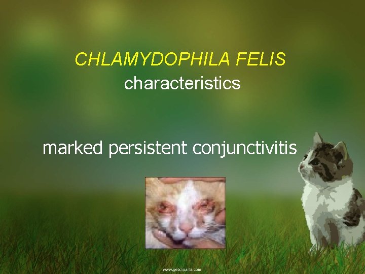 CHLAMYDOPHILA FELIS characteristics marked persistent conjunctivitis 