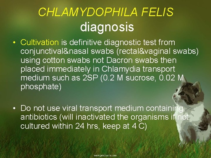 CHLAMYDOPHILA FELIS diagnosis • Cultivation is definitive diagnostic test from conjunctival&nasal swabs (rectal&vaginal swabs)