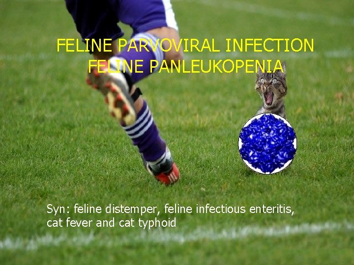 FELINE PARVOVIRAL INFECTION FELINE PANLEUKOPENIA Syn: feline distemper, feline infectious enteritis, cat fever and