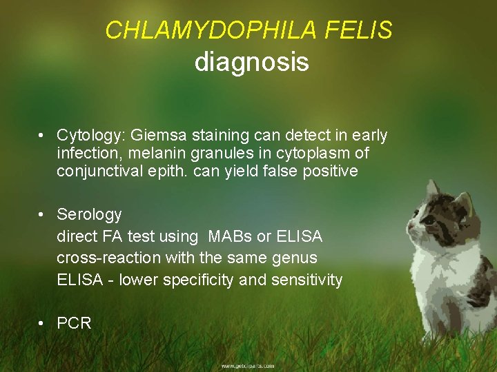 CHLAMYDOPHILA FELIS diagnosis • Cytology: Giemsa staining can detect in early infection, melanin granules