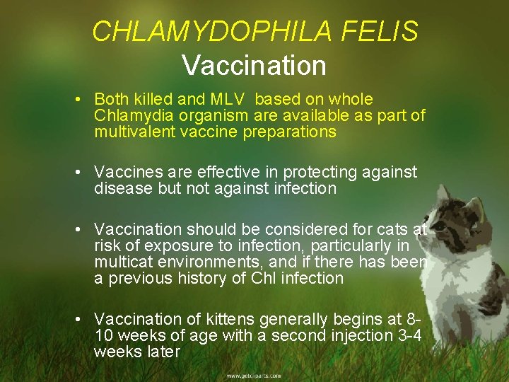 CHLAMYDOPHILA FELIS Vaccination • Both killed and MLV based on whole Chlamydia organism are