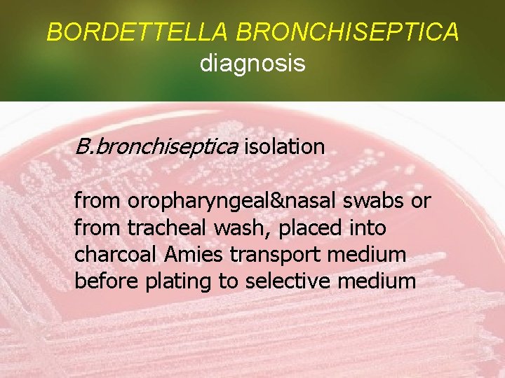 BORDETTELLA BRONCHISEPTICA diagnosis B. bronchiseptica isolation from oropharyngeal&nasal swabs or from tracheal wash, placed