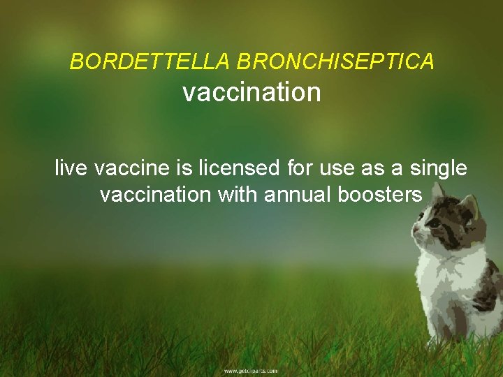 BORDETTELLA BRONCHISEPTICA vaccination live vaccine is licensed for use as a single vaccination with