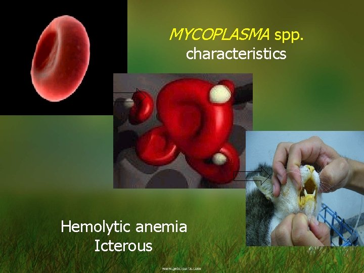 MYCOPLASMA spp. characteristics Hemolytic anemia Icterous 