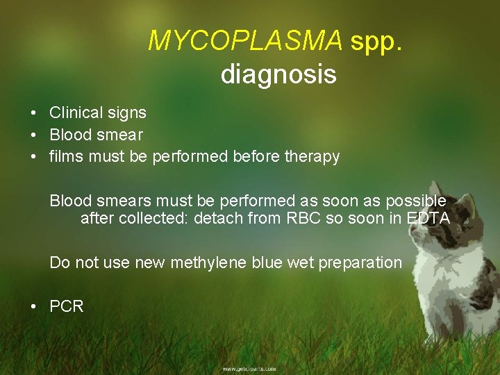 MYCOPLASMA spp. diagnosis • Clinical signs • Blood smear • films must be performed