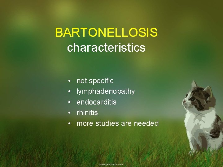 BARTONELLOSIS characteristics • • • not specific lymphadenopathy endocarditis rhinitis more studies are needed