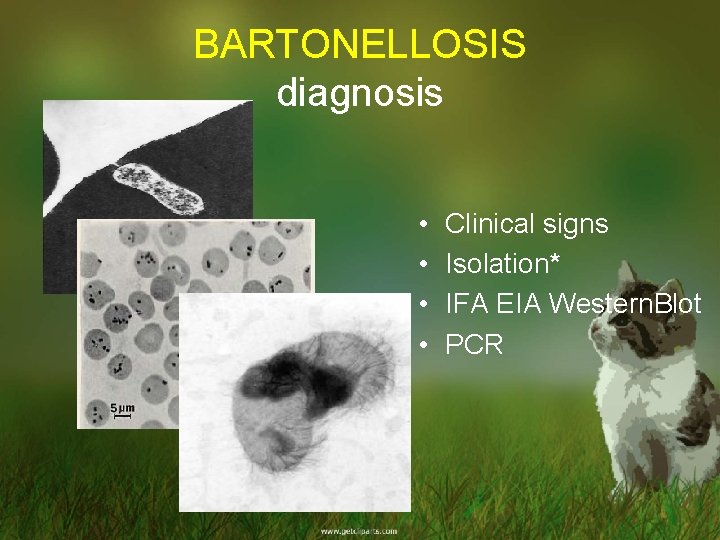 BARTONELLOSIS diagnosis • • Clinical signs Isolation* IFA EIA Western. Blot PCR 
