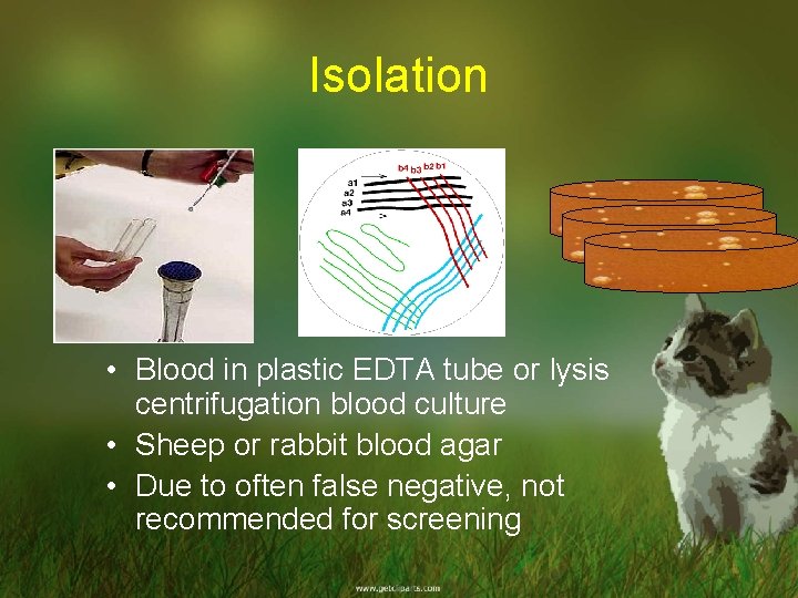 Isolation • Blood in plastic EDTA tube or lysis centrifugation blood culture • Sheep