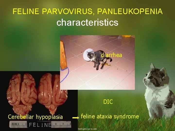 FELINE PARVOVIRUS, PANLEUKOPENIA characteristics diarrhea DIC Cerebellar hypoplasia feline ataxia syndrome 