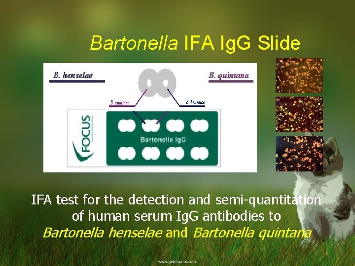 Bartonella IFA Ig. G Slide IFA test for the detection and semi-quantitation of human