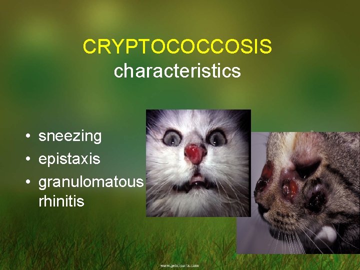 CRYPTOCOCCOSIS characteristics • sneezing • epistaxis • granulomatous rhinitis 