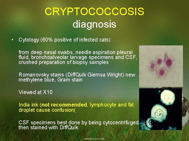 CRYPTOCOCCOSIS diagnosis • Cytology (60% positive of infected cats) from deep nasal swabs, needle