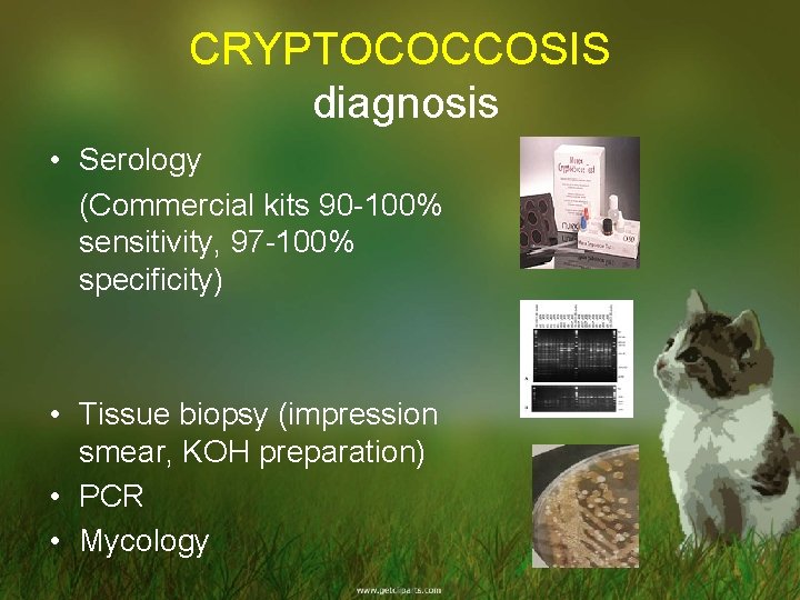 CRYPTOCOCCOSIS diagnosis • Serology (Commercial kits 90 -100% sensitivity, 97 -100% specificity) • Tissue