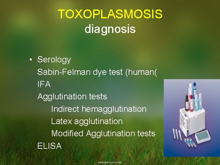 TOXOPLASMOSIS diagnosis • Serology Sabin-Felman dye test (human( IFA Agglutination tests Indirect hemagglutination Latex