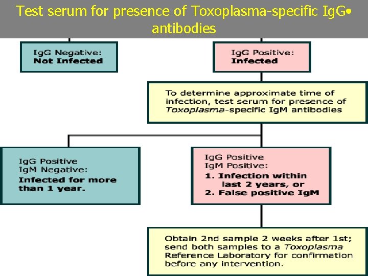 Test serum for presence of Toxoplasma-specific Ig. G • antibodies 