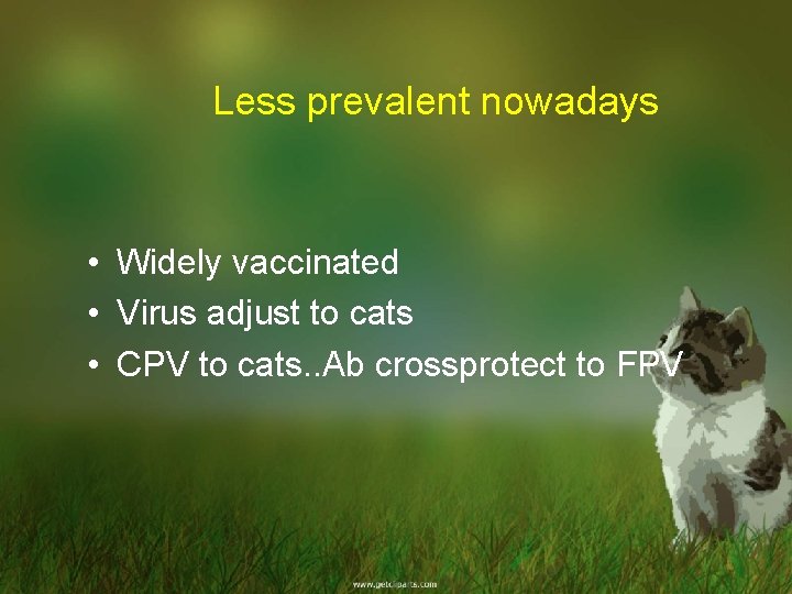 Less prevalent nowadays • Widely vaccinated • Virus adjust to cats • CPV to