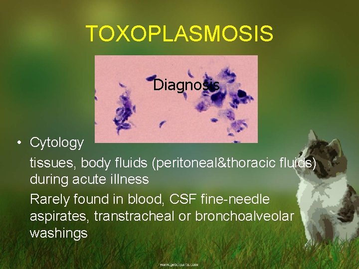 TOXOPLASMOSIS Diagnosis • Cytology tissues, body fluids (peritoneal&thoracic fluids) during acute illness Rarely found