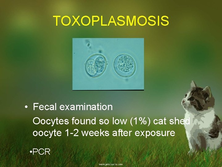 TOXOPLASMOSIS • Fecal examination Oocytes found so low (1%) cat shed oocyte 1 -2