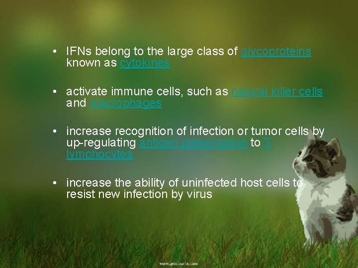  • IFNs belong to the large class of glycoproteins known as cytokines •