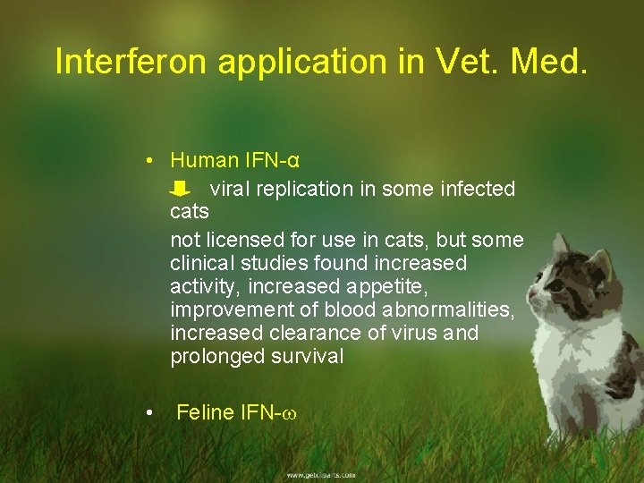 Interferon application in Vet. Med. • Human IFN-α viral replication in some infected cats