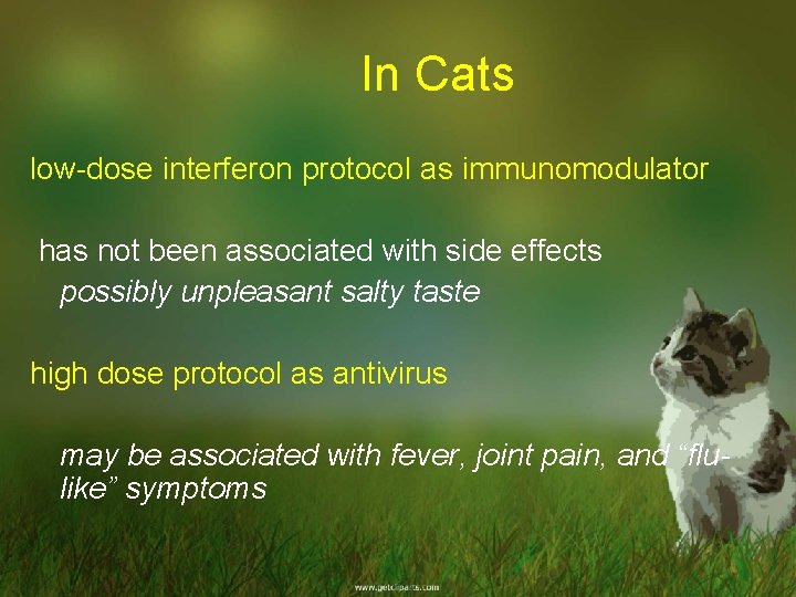 In Cats low-dose interferon protocol as immunomodulator has not been associated with side effects