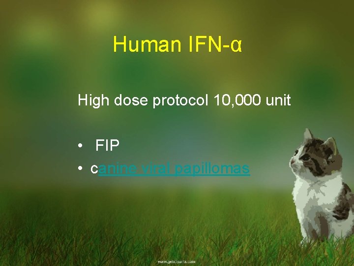 Human IFN-α High dose protocol 10, 000 unit • FIP • canine viral papillomas