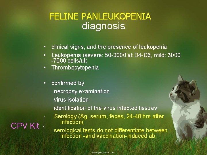 FELINE PANLEUKOPENIA diagnosis • clinical signs, and the presence of leukopenia • Leukopenia (severe: