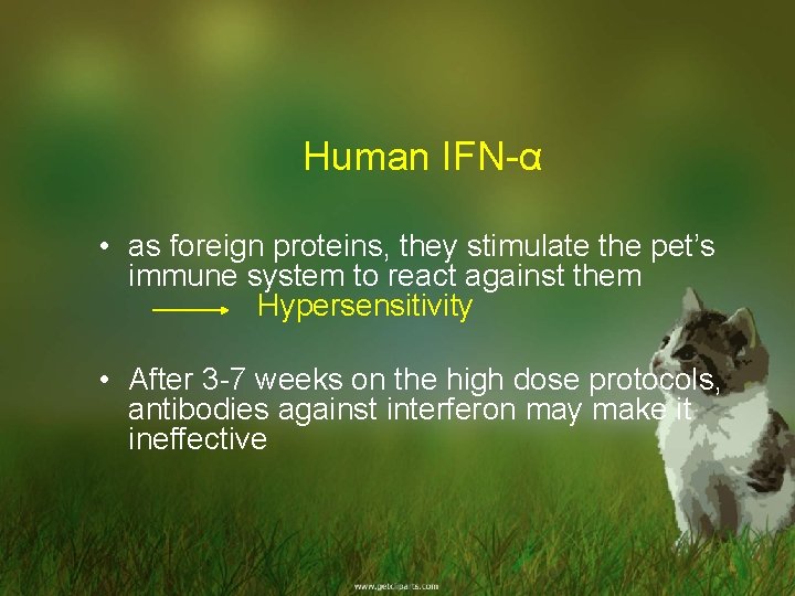 Human IFN-α • as foreign proteins, they stimulate the pet’s immune system to react