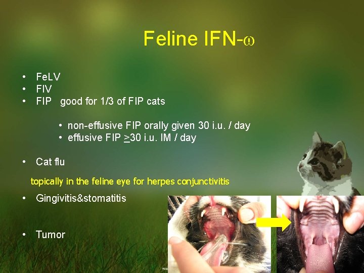 Feline IFN- • Fe. LV • FIP good for 1/3 of FIP cats •