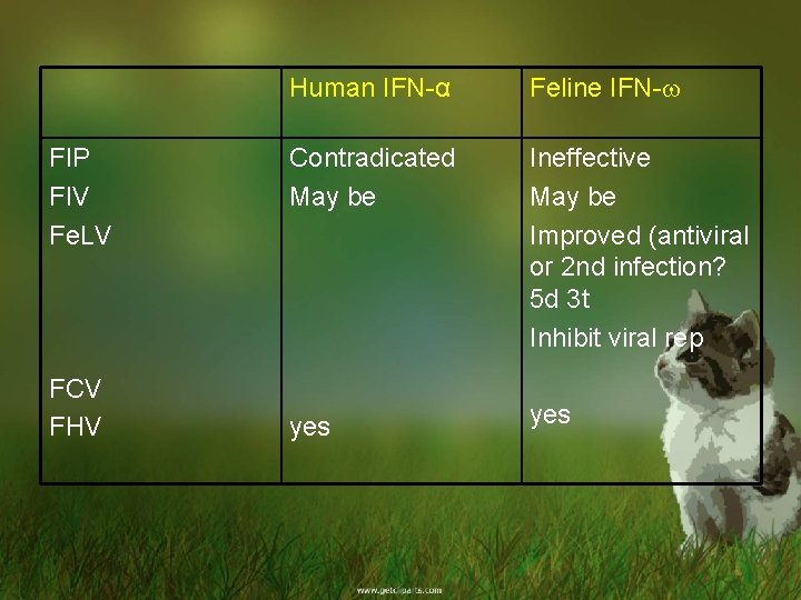 FIP FIV Fe. LV FCV FHV Human IFN-α Feline IFN- Contradicated May be Ineffective