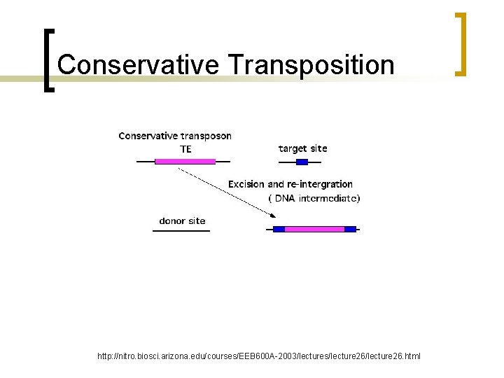 Conservative Transposition http: //nitro. biosci. arizona. edu/courses/EEB 600 A-2003/lectures/lecture 26. html 