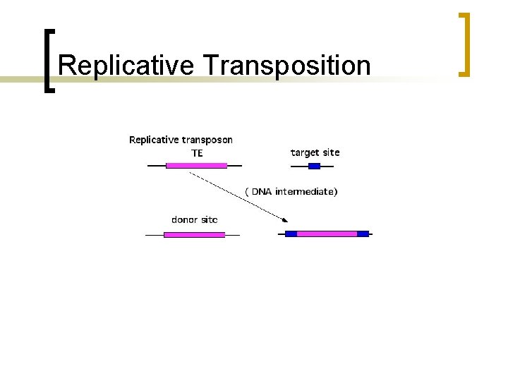 Replicative Transposition 