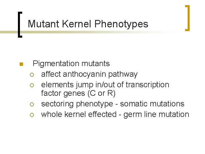 Mutant Kernel Phenotypes n Pigmentation mutants ¡ affect anthocyanin pathway ¡ elements jump in/out
