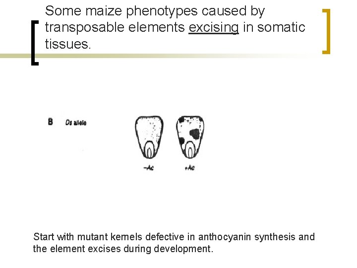 Some maize phenotypes caused by transposable elements excising in somatic tissues. Start with mutant