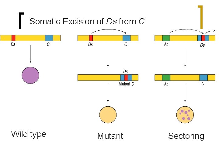 Somatic Excision of Ds from C Wild type Mutant Sectoring 