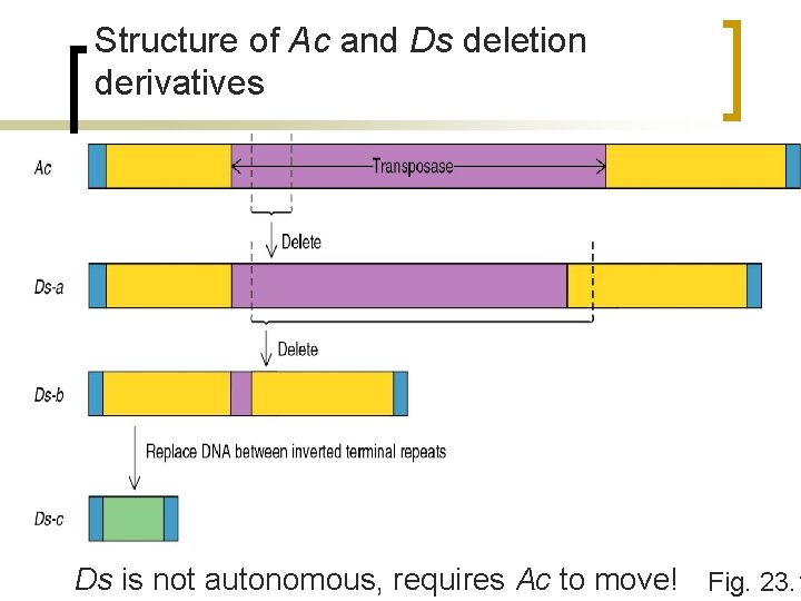 Structure of Ac and Ds deletion derivatives Ds is not autonomous, requires Ac to