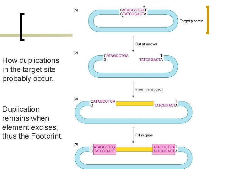 How duplications in the target site probably occur. Duplication remains when element excises, thus