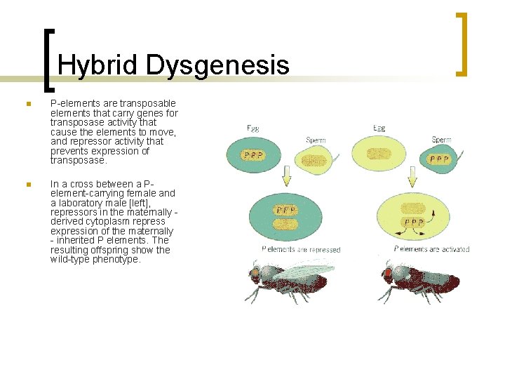 Hybrid Dysgenesis n P-elements are transposable elements that carry genes for transposase activity that