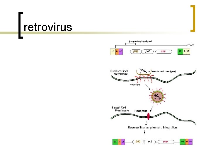 retrovirus 