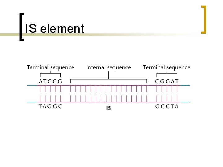 IS element 