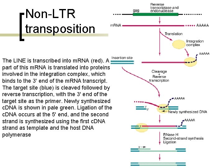 Non-LTR transposition The LINE is transcribed into m. RNA (red). A part of this