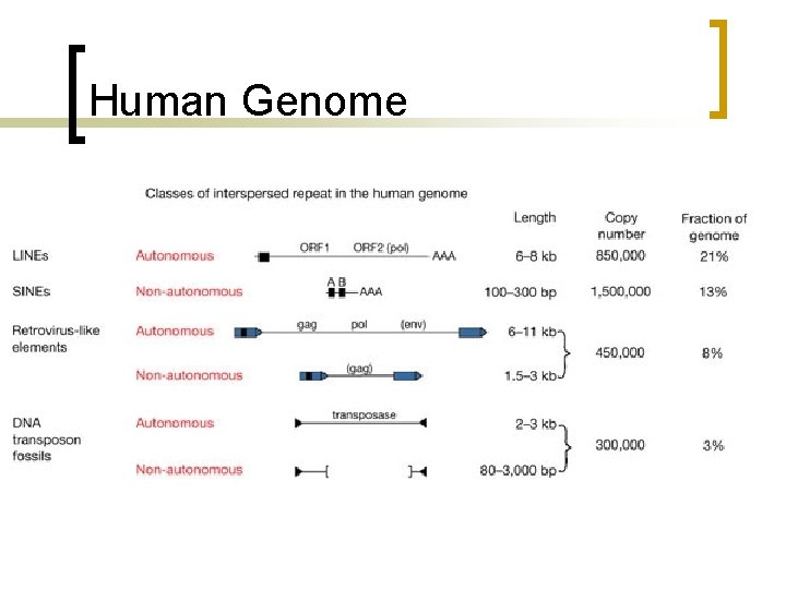 Human Genome 