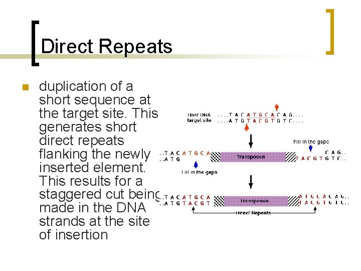 Direct Repeats n duplication of a short sequence at the target site. This generates